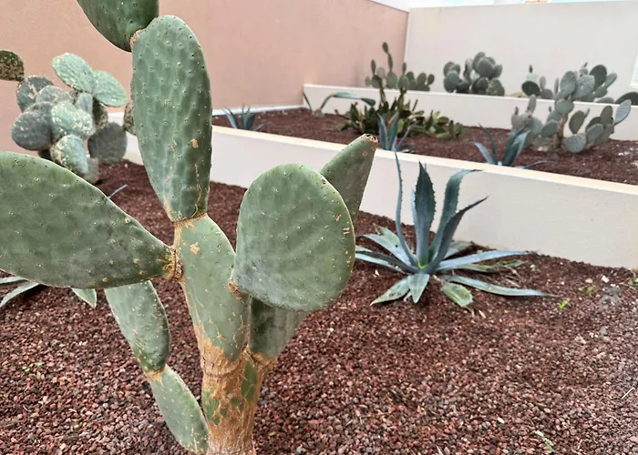 225, Coral à La De La Conque *